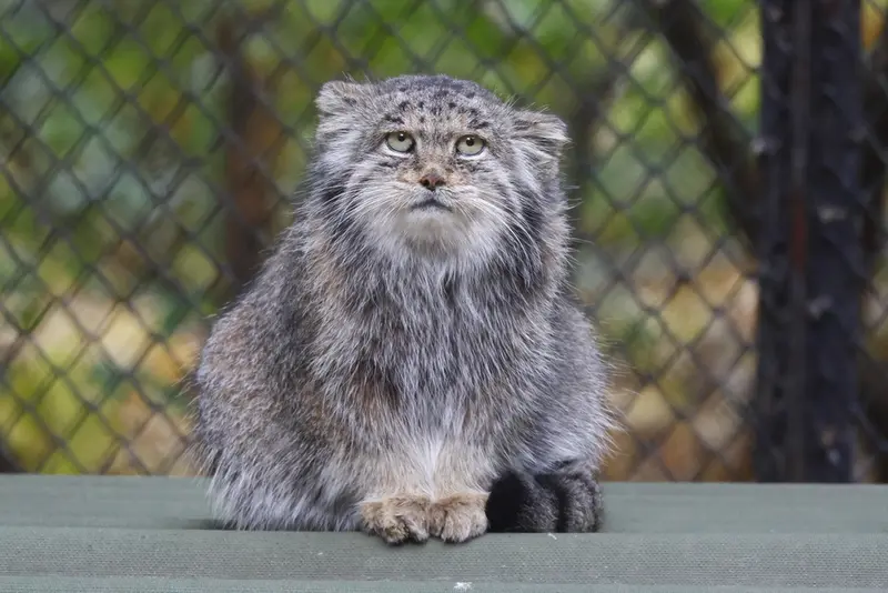 A photograph of Mia in Novosibirsk Zoo