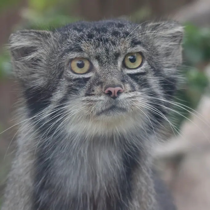 A photograph of Nar in Kobe Animal Kingdom