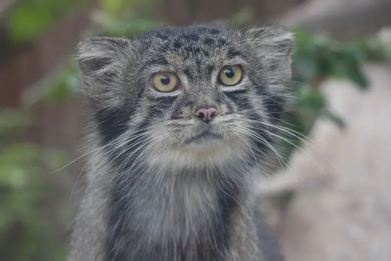 A photograph of Nar in Kobe Animal Kingdom