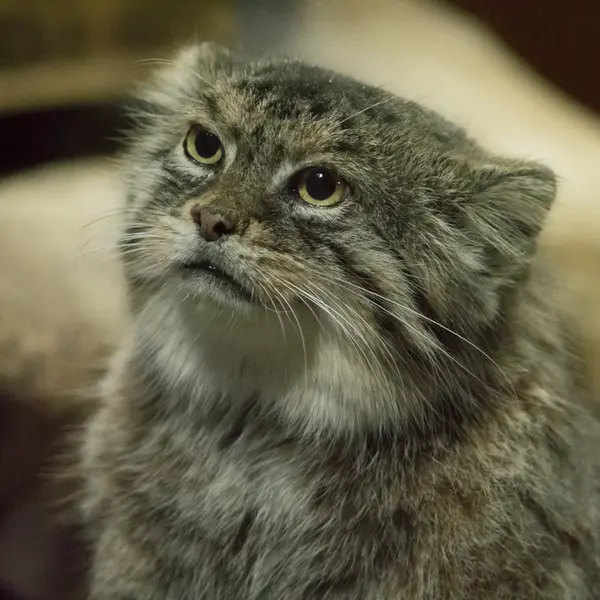 A photograph of Primula in Ueno Zoological Gardens