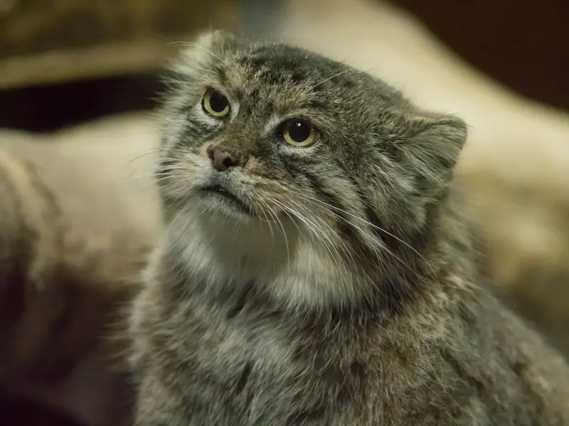 A photograph of Primula in Ueno Zoological Gardens
