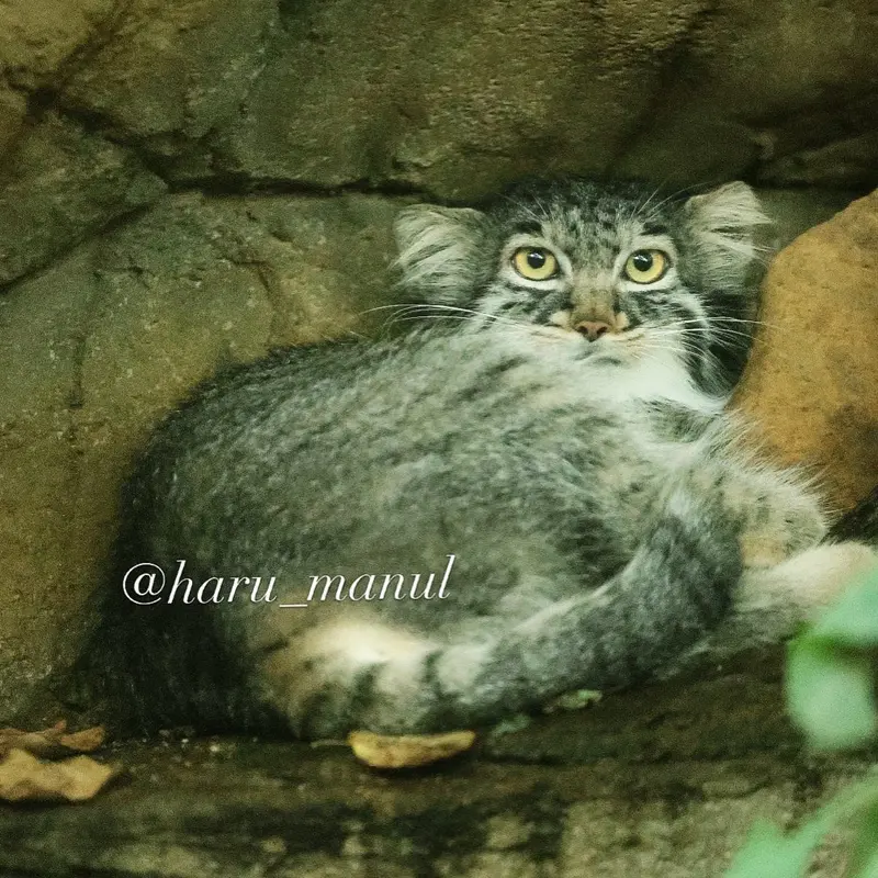 A photograph of Abrikos in Nasu Animal Kingdom