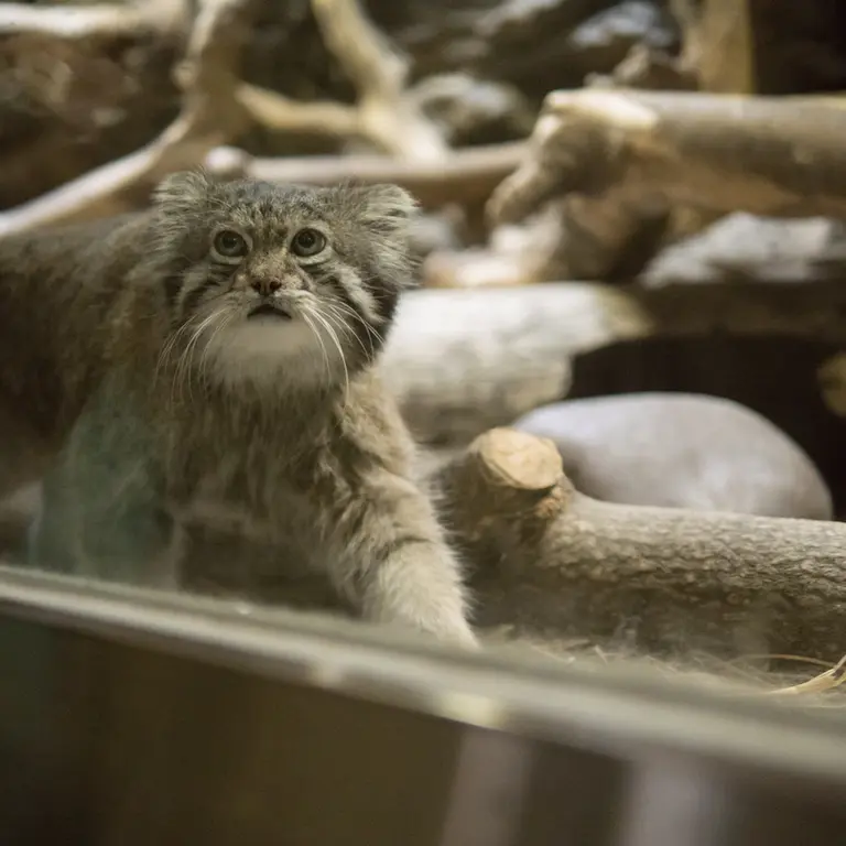 A photograph of Klyon in Ueno Zoological Gardens
