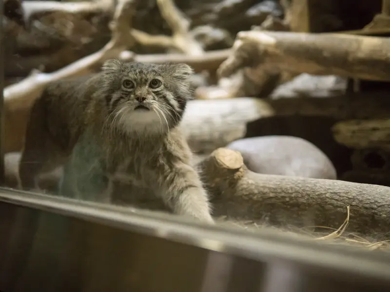A photograph of Klyon in Ueno Zoological Gardens