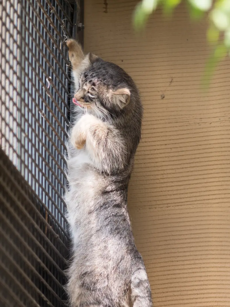 A photograph of Hide in Asahiyama Zoo