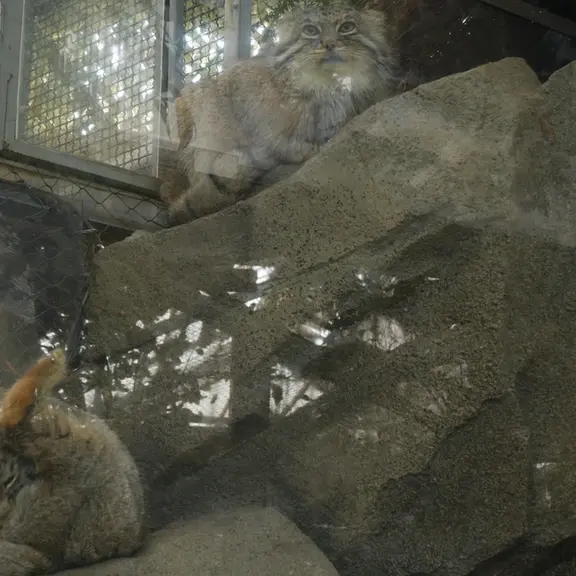 A photograph of a Pallas's cat in Kobe Animal Kingdom