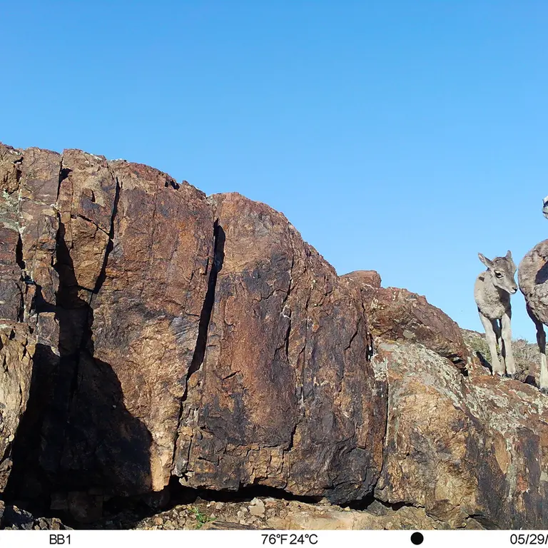A photograph of Argali from Aktas-Kunkora [new] camera trap