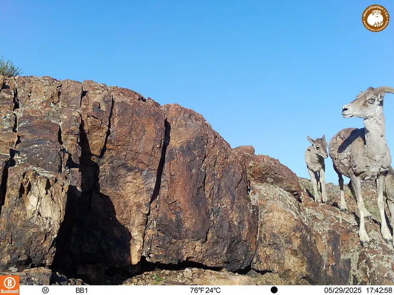 A photograph of Argali from Aktas-Kunkora [new] camera trap