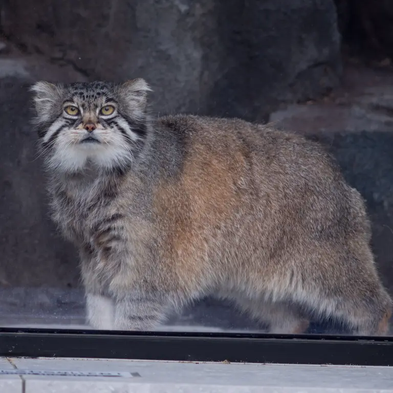A photograph of Grusha in Asahiyama Zoo