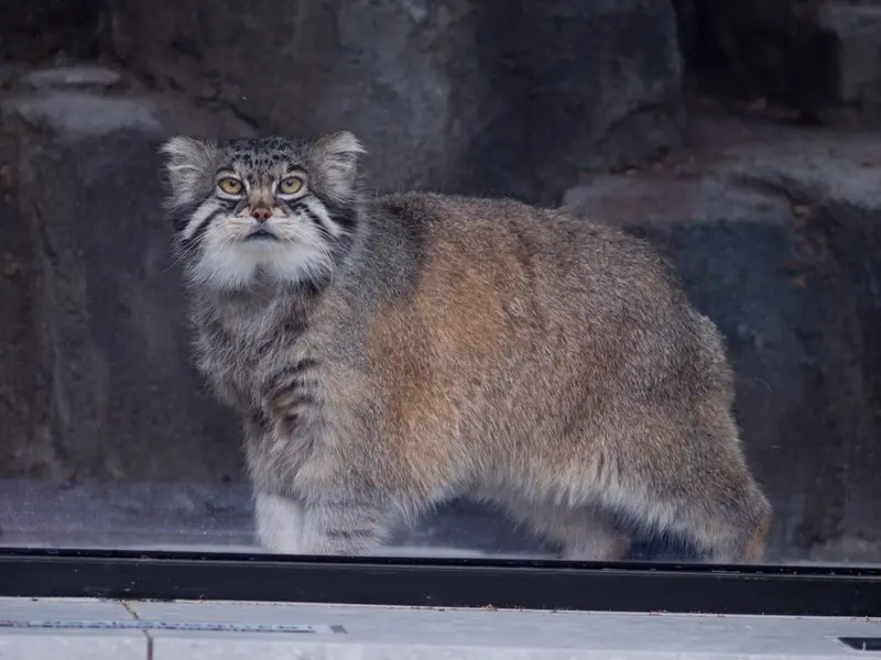A photograph of Grusha in Asahiyama Zoo