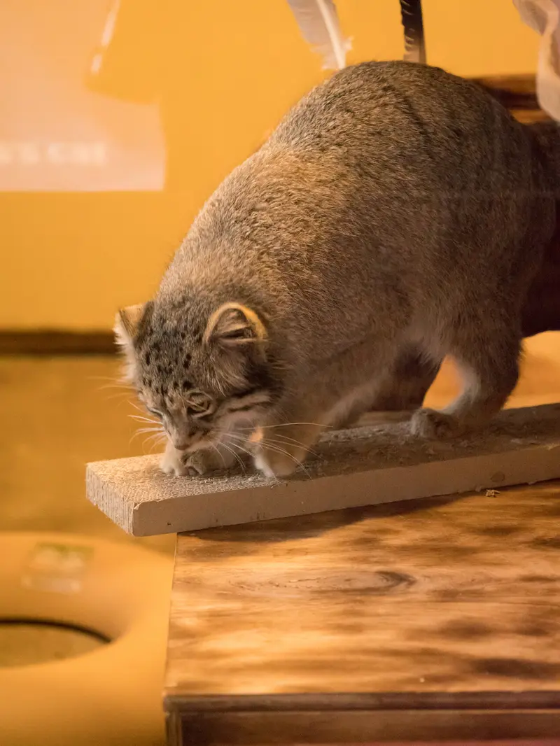 A photograph of Oto in Saitama Children's Zoo