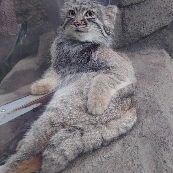 A photograph of Teru in Kobe Animal Kingdom