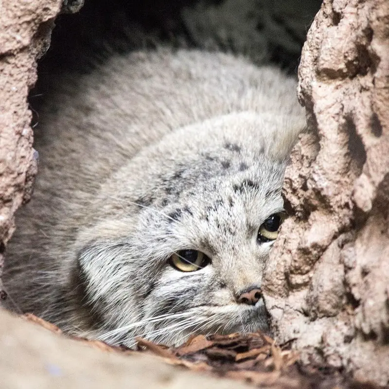 A photograph of Mischa in Birmingham Zoo