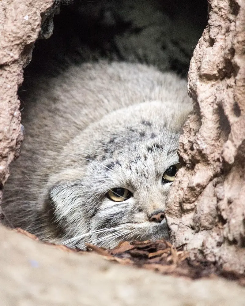 A photograph of Mischa in Birmingham Zoo