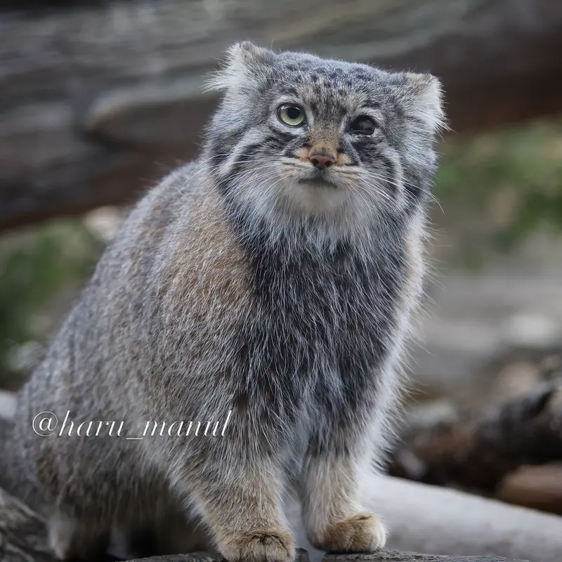 A photograph of Abrikos in Nasu Animal Kingdom