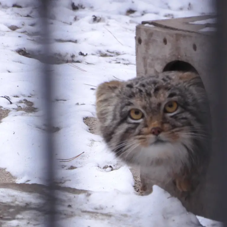 A photograph of Mensu in Novosibirsk Zoo