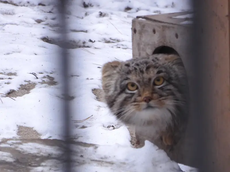 A photograph of Mensu in Novosibirsk Zoo