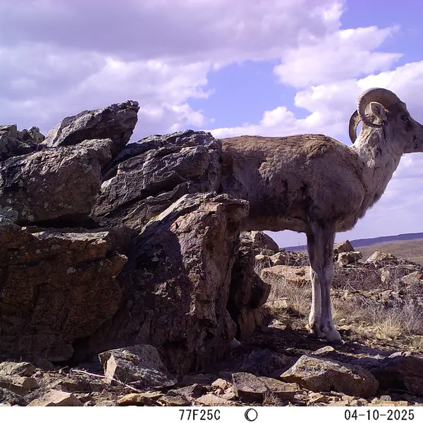 A photograph of Argali from Karashoky camera trap