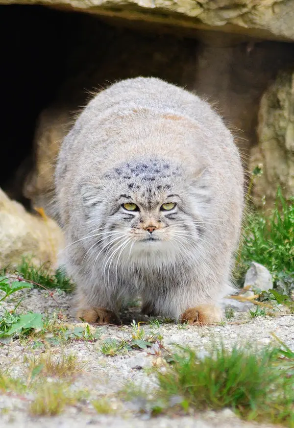 A photograph of Qara in Port Lympne Wild Animal Park