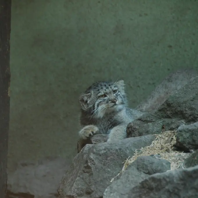 A photograph of Boris Ⅱ in Budapest Zoo & Botanical Garden
