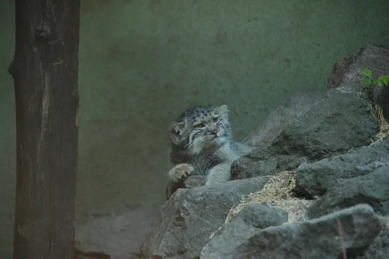 A photograph of Boris Ⅱ in Budapest Zoo & Botanical Garden