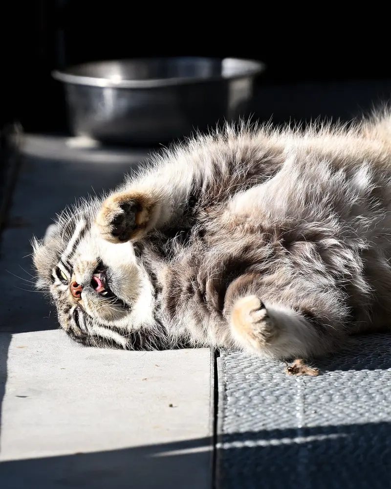 A photograph of a Pallas's cat