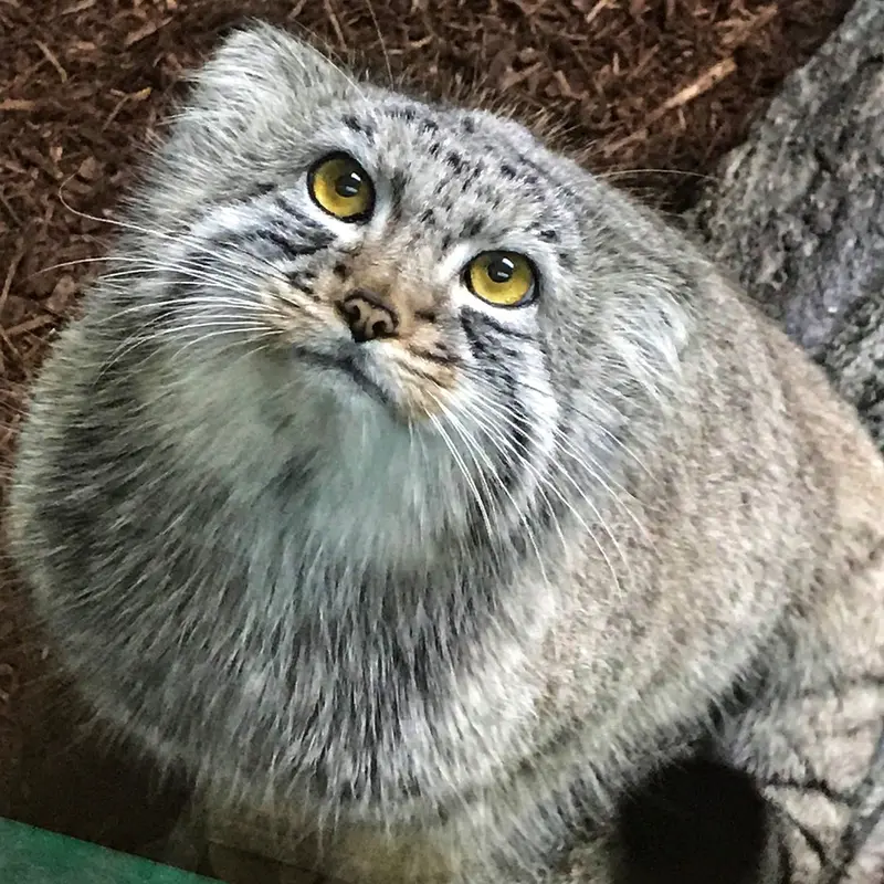 A photograph of Midas in Birmingham Zoo