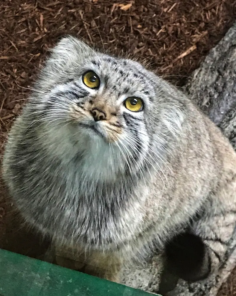 A photograph of Midas in Birmingham Zoo