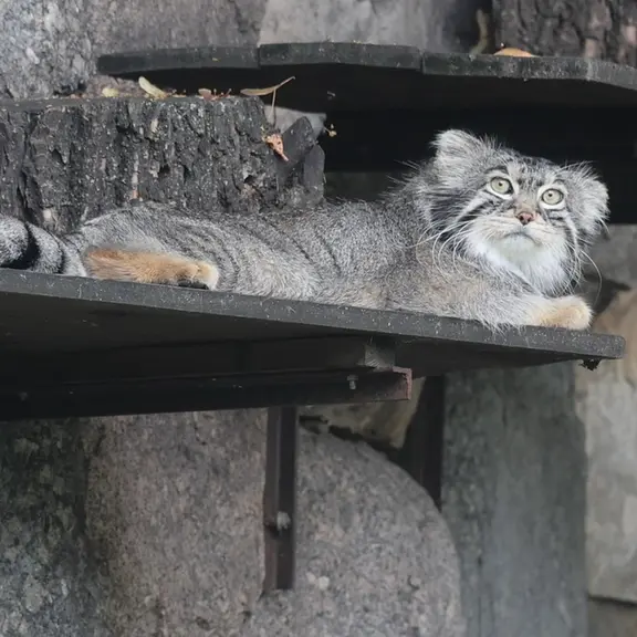 A photograph of a Pallas's cat in Moscow zoo