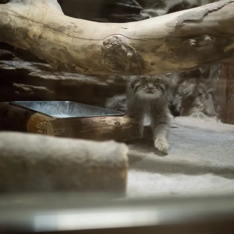 A photograph of Klyon in Ueno Zoological Gardens