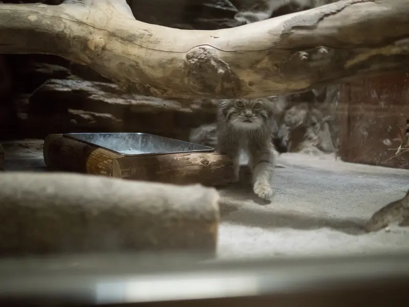 A photograph of Klyon in Ueno Zoological Gardens