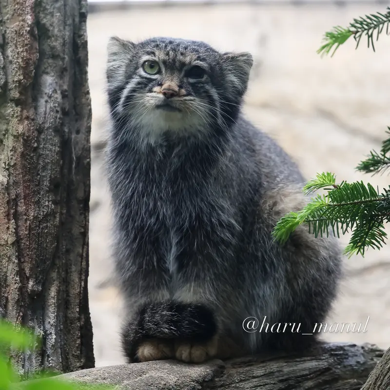 A photograph of Abrikos in Nasu Animal Kingdom