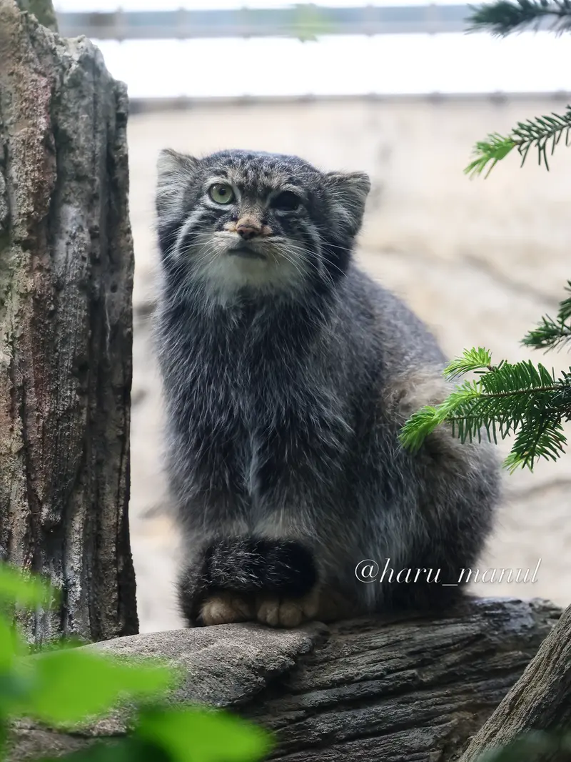 A photograph of Abrikos in Nasu Animal Kingdom