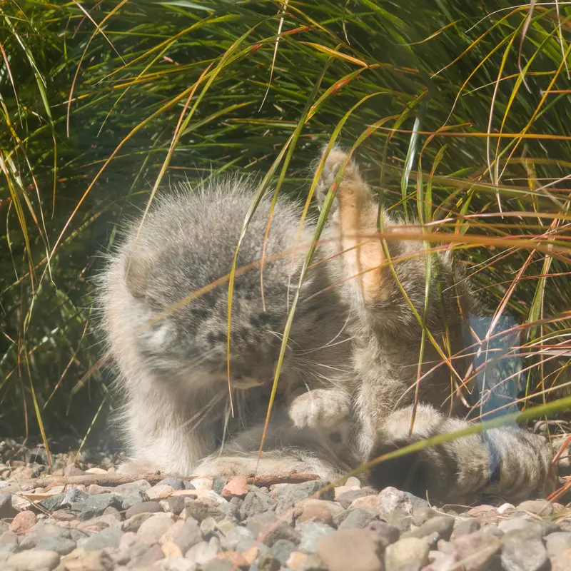 A photograph of Akiko in Edinburgh Zoo