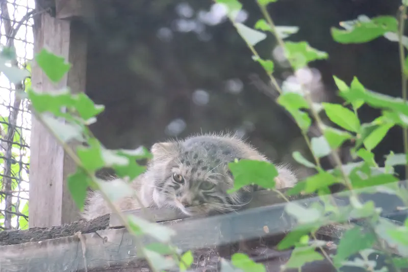 A photograph of Boris Ⅱ in Budapest Zoo & Botanical Garden