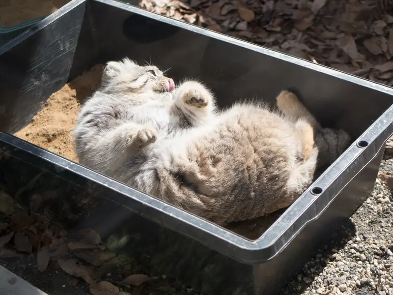 A photograph of Lotos in Saitama Children's Zoo