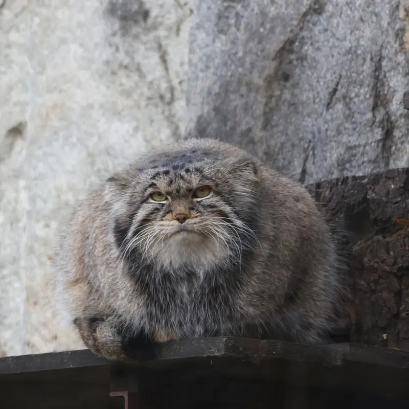 A photograph of Timofey in Moscow zoo