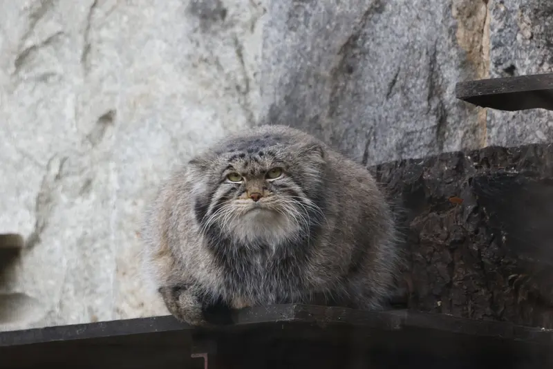 A photograph of Timofey in Moscow zoo