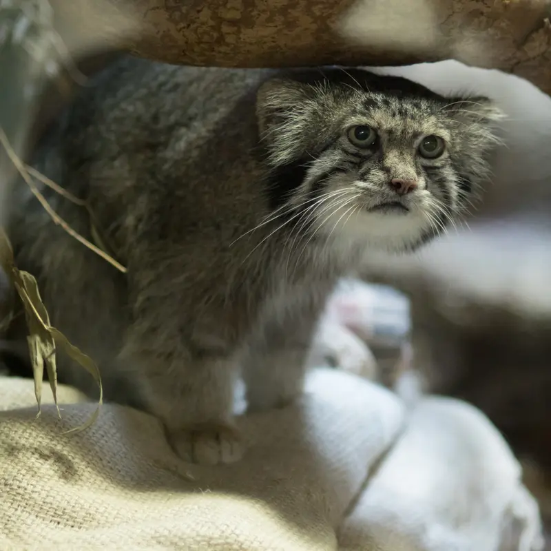 A photograph of Klyon in Ueno Zoological Gardens