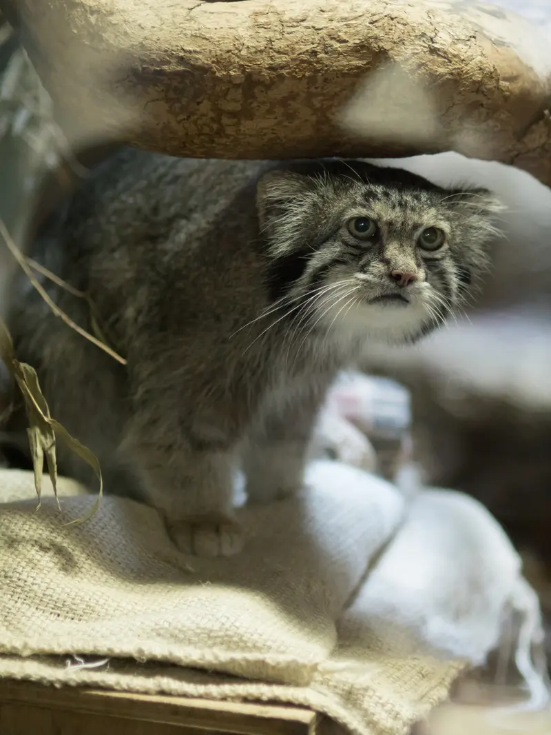 A photograph of Klyon in Ueno Zoological Gardens