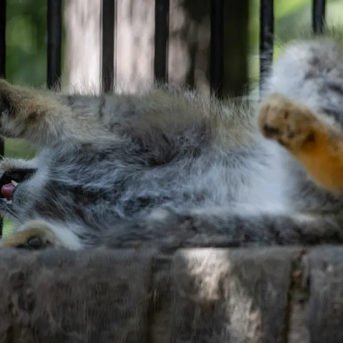 A photograph of Sylvester in Novosibirsk Zoo