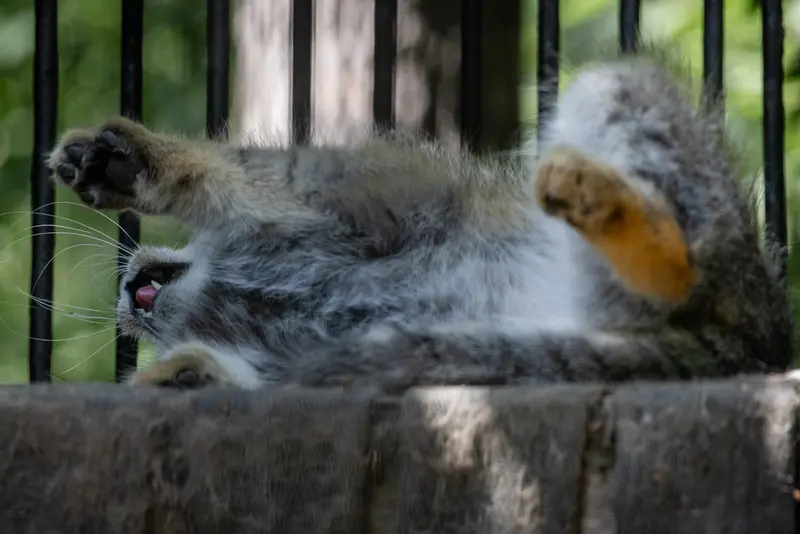 A photograph of Sylvester in Novosibirsk Zoo