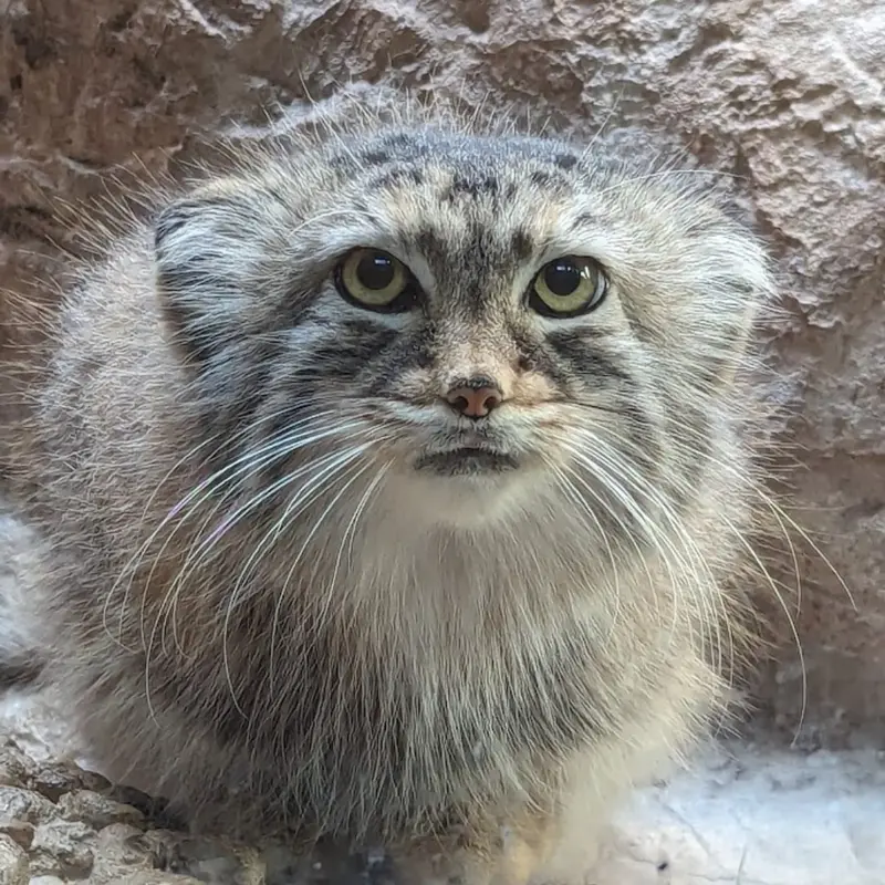 A photograph of Mischa in Birmingham Zoo