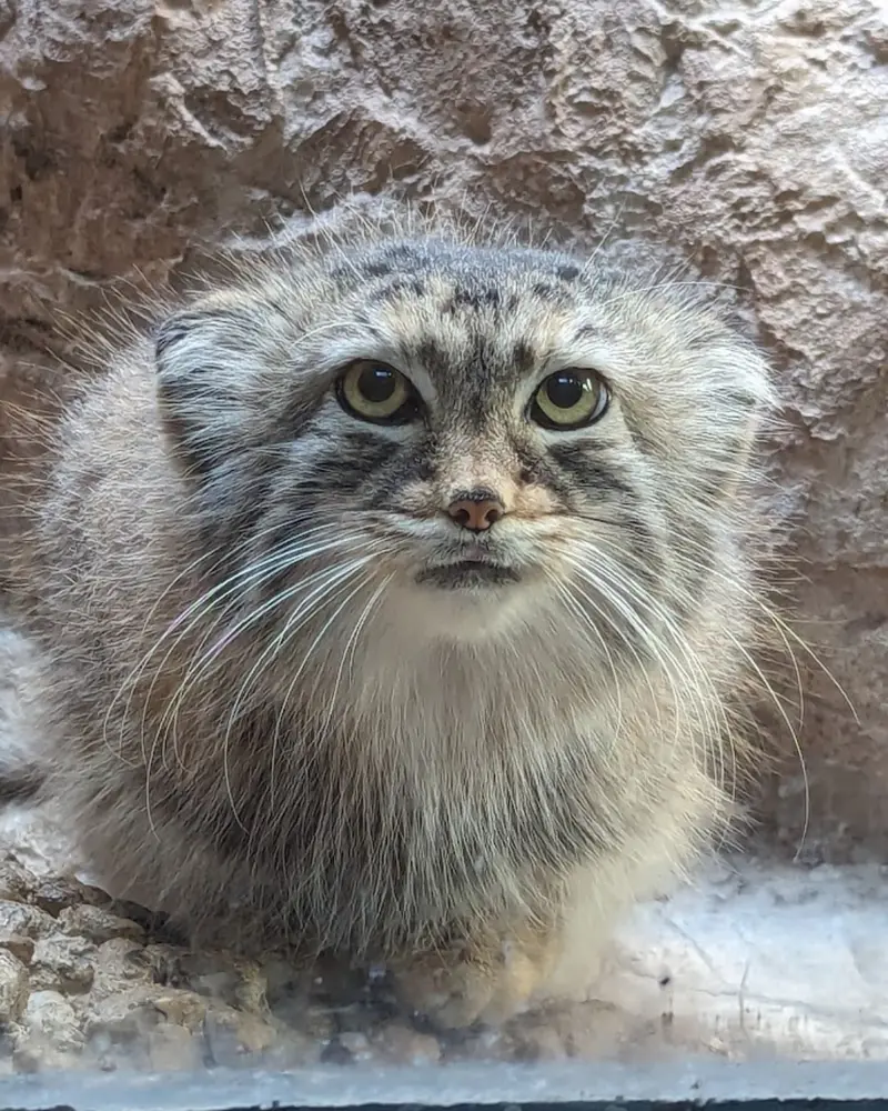 A photograph of Mischa in Birmingham Zoo