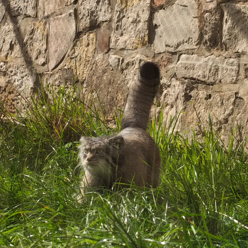 A photograph of Duchess in Edinburgh Zoo