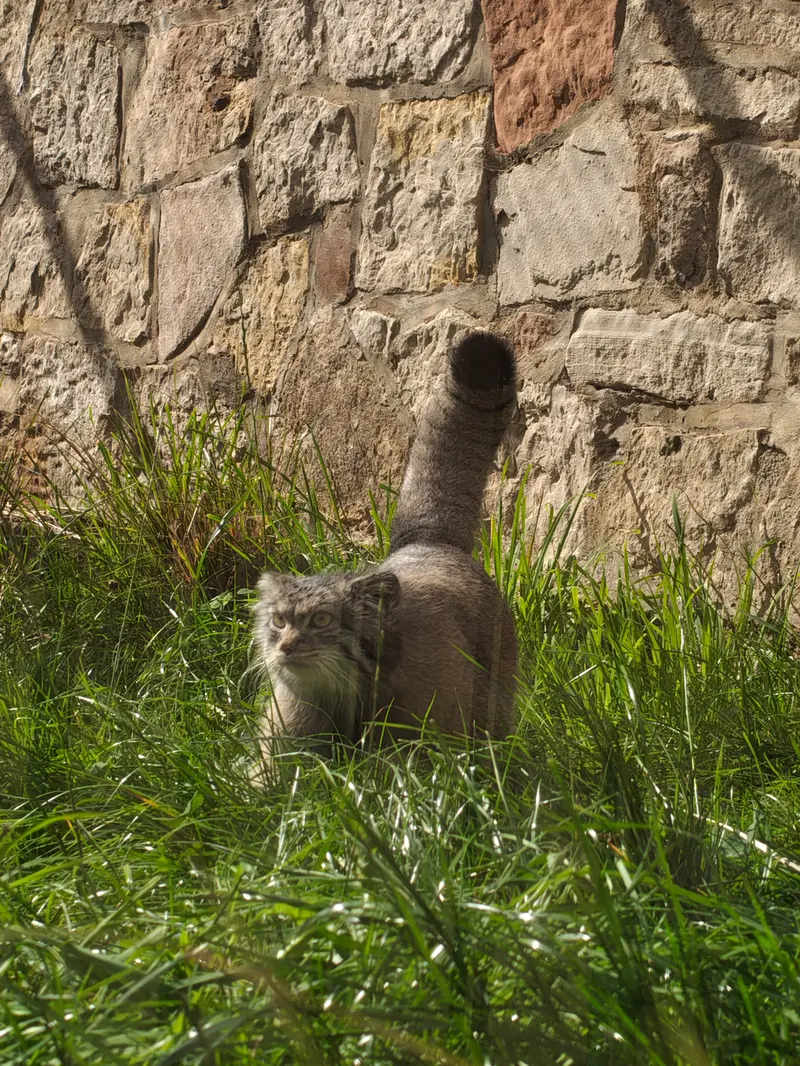 A photograph of Duchess in Edinburgh Zoo