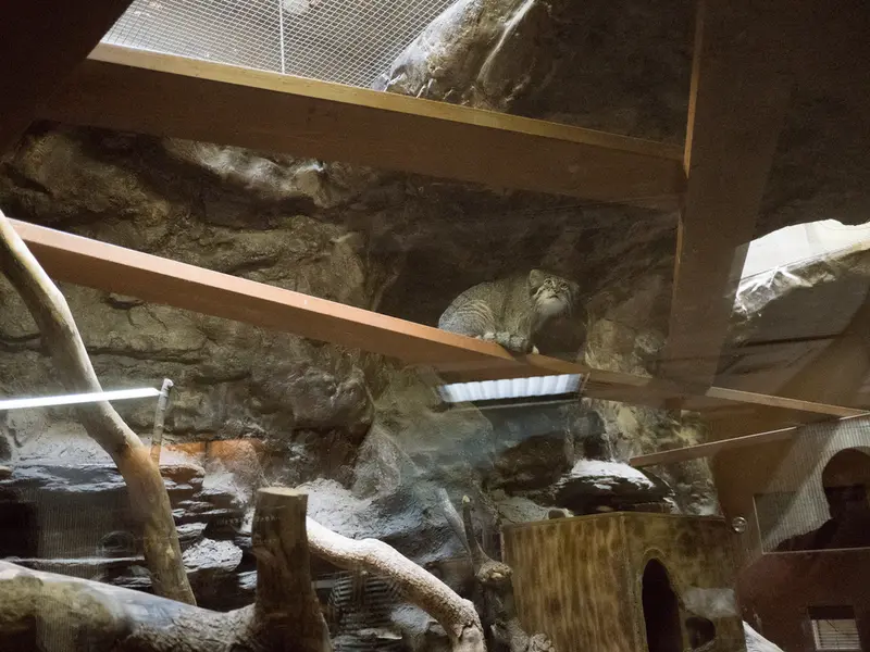 A photograph of Klyon in Ueno Zoological Gardens
