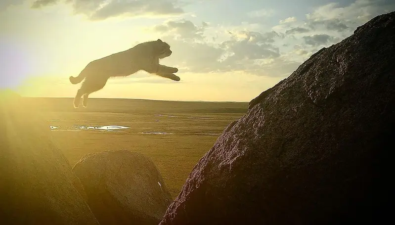 A photograph of a Pallas's cat