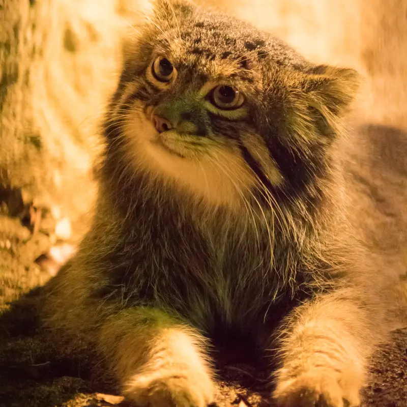 A photograph of Figa in Nogeyama Zoo