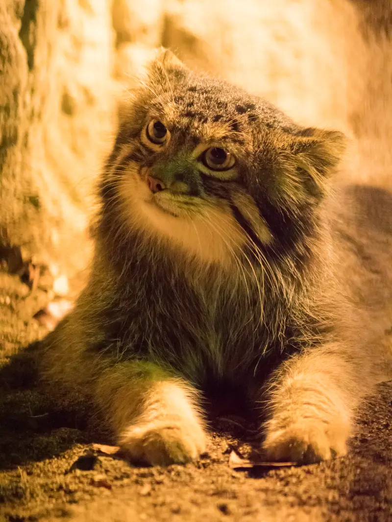 A photograph of Figa in Nogeyama Zoo